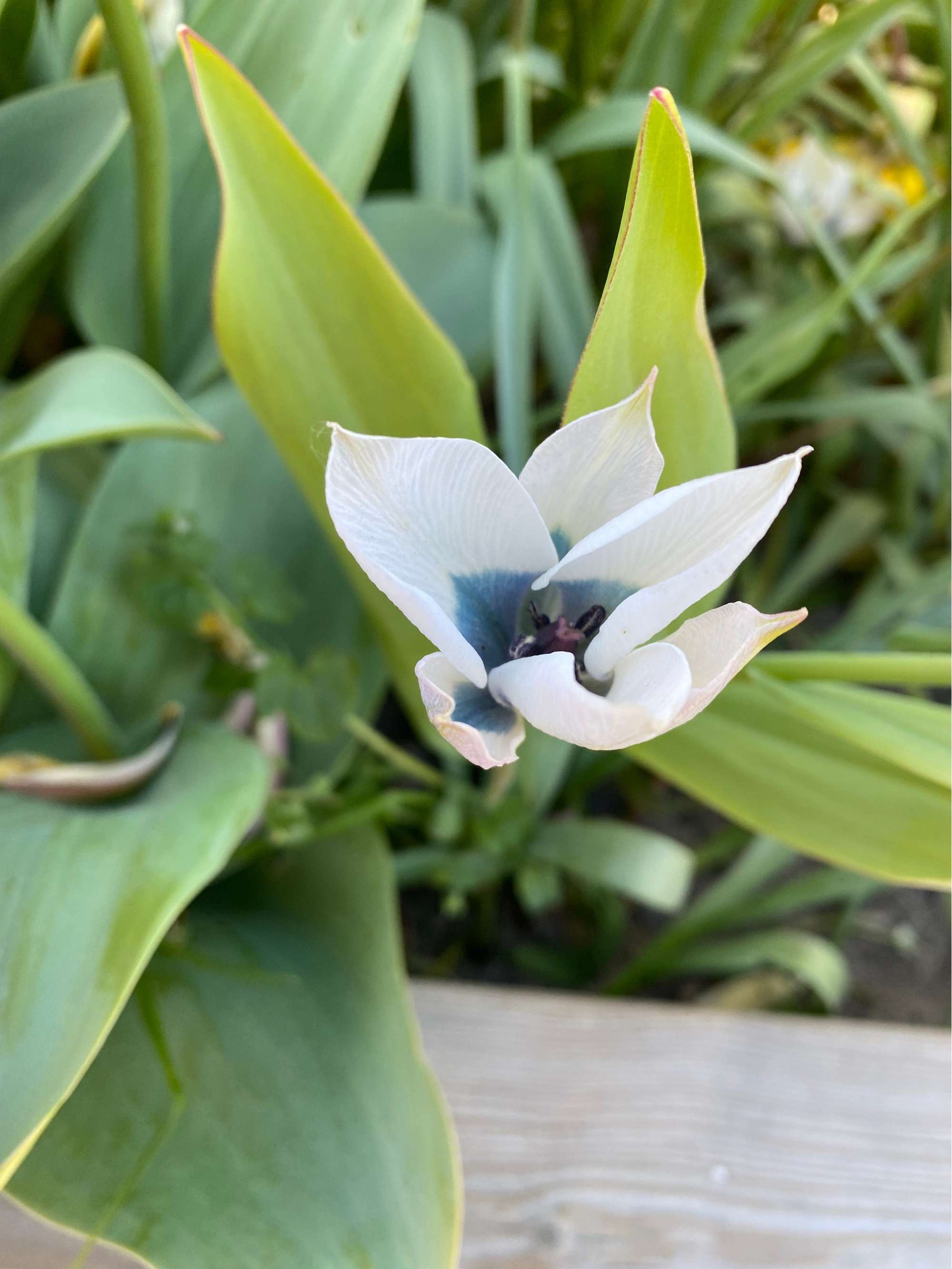 Tulpe 'Pulchella Alba maculata Courulea'